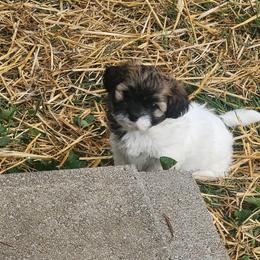 Harper - Brown and white female Shichon puppy in Imperial, Missouri from Shichon Teddybear  puppies of Miss