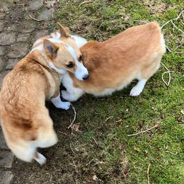 American Corgi and Pembroke Welsh Corgi All Grown Up from Cascadian Space Coast Corgis LLC