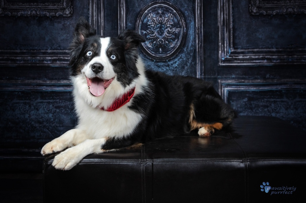 River - Australian Shepherd