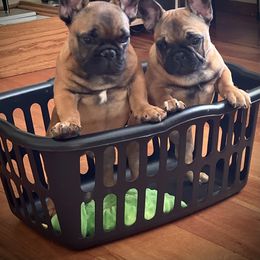 French Bulldog Puppies from Clay Bulldogs