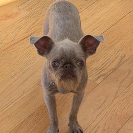 Brussels Griffon puppies from BZB French Bulldogs, Brussels Griffons & Long Haired Apple-Head  Chihuahuas
