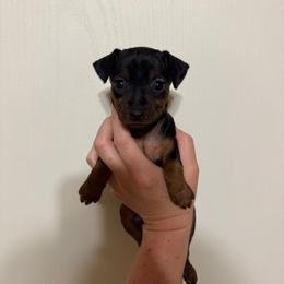 Princess - Black and rust female Miniature Pinscher puppy in Eatonton, Georgia from TNT Puppies