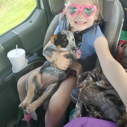 Australian Cattle Dog Puppies from Stockman Australian Cattle Dogs