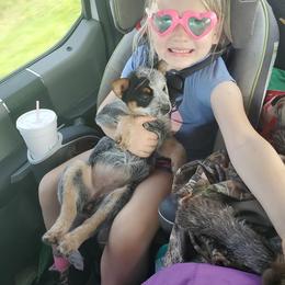 Australian Cattle Dog Puppies from Stockman Australian Cattle Dogs