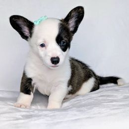 Loretta aka Margot - Brindle and white female American Corgi puppy in Clarksville, Tennessee from Cold Creek Family Farm LLC