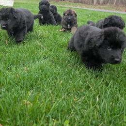 German Shepherd Puppies from Von Nikolaos German Shepherds