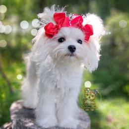 Korean Snowball - White male Maltese puppy in Barren Springs, Virginia from Seeking Shalom Acres Maltese, Maltipoos & Havamalts