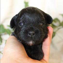 Hudson - Black male Shihpoo puppy in Mifflintown, Pennsylvania from Curls & Paws Canines