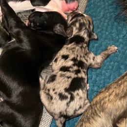 Frost - Blue merle male Australian Shepherd puppy in Piedmont, Oklahoma from HeartDriven Aussies
