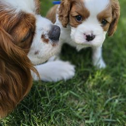 Cavalier King Charles Spaniels from Ruby Mountain Cavaliers
