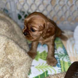 Cavalier King Charles Spaniel Puppies from Cassie’s Cavaliers