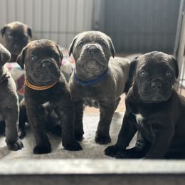 Cane Corso Puppies from Coastal View Kennels