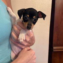 Pup E - White black and tan female Toy Fox Terrier puppy in Clermont, Florida from Debbie Hiles's Toy Fox Terriers