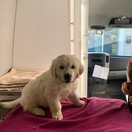 Golden Retriever Puppies from West Coast Cream Goldens