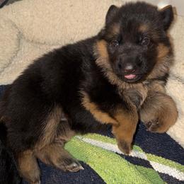 Kit - Black and red female German Shepherd puppy in Canterbury, New Hampshire from De La Paz German Shepherds