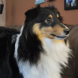 Satin - Shetland Sheepdog