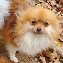 Coco - Pomeranian