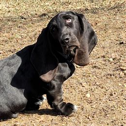 Basset Hounds from Buck Wild For Bassetts