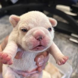 French Bulldog Puppies from Peche Mignon French Bulldogs