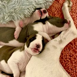 Whippet Puppies from Sonsteby