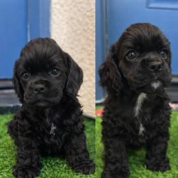 Kai - Black male Cocker Spaniel puppy in Corcoran, California from Sweetheart Cockers