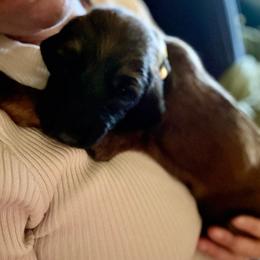Chocolate - Red male Afghan Hound puppy in Cottonwood, California from California Royal Afghans