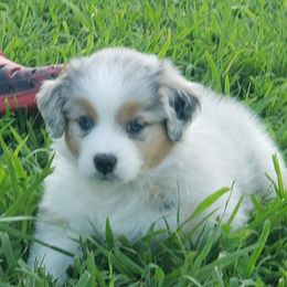 Australian Shepherd puppies from Kelbrook Farm Australian Shepherds