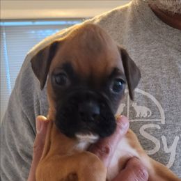 Honey - Fawn female Boxer puppy in Toledo, Ohio from Julie Wilmore Olympic Boxers