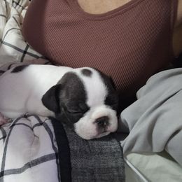 French Bulldog Puppies from Frenchies From The Hartt