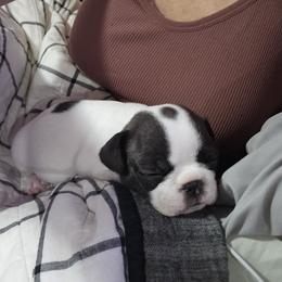 French Bulldog Puppies from Frenchies From The Hartt
