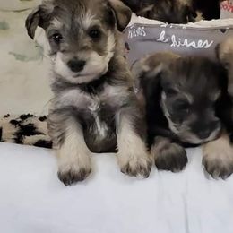 Miniature Schnauzer All Grown Up from Sonia's Pack Schnauzers for ever.