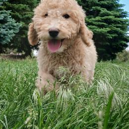 Ember - Phantom female Goldendoodle puppy in Harrisburg, Nebraska from Wildcat Hills Doodles