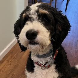 Cookie - Bernedoodle