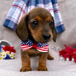 Thelma - Red female Dachshund puppy in Michigan from Hidden Haven Dachshunds