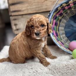 Twigs - Red male Cavapoo puppy in Orrstown, Pennsylvania from Pawfect Fur Friends