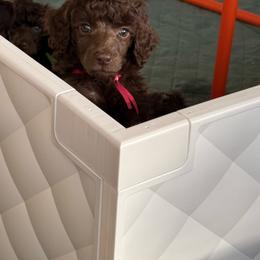 Mabel - Brown female Poodle puppy in Cleveland, Texas from Jolley Poodles
