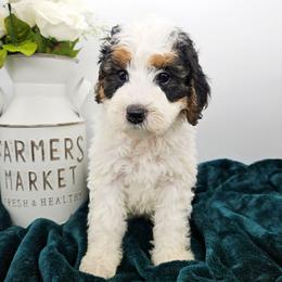 Bingo - Tri-color female Bernedoodle puppy in Granton, Wisconsin from Rose River Farms