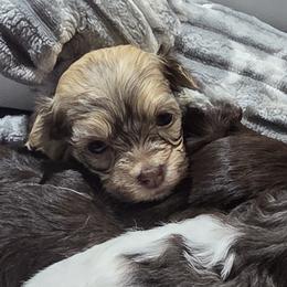 Cavapoos, Havanese, and Havapoos from Momma's Minis