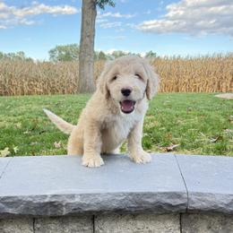 Barrington (Barry) - Fawn and white male Sheepadoodle puppy in Lancaster, Pennsylvania from Bitler Family Puppies