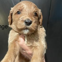YellowOrange - Apricot female Goldendoodle puppy in Medina, Ohio from Farmer Doodles