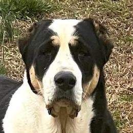 Seven - Central Asian Shepherd Dog