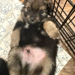Pip - Black and tan parti male Pomeranian puppy in Costa Mesa, California from Wheresmil0