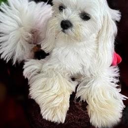 Cavapoo, Maltese, and Maltipoo Puppies from Carolina Canines
