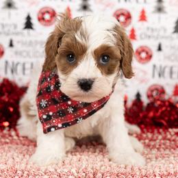 Male 1 - Blenheim male Cavapoo puppy in Salt Lake City, Utah from Marlene's Doodles