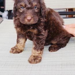 Gobstopper - Tri-color male Bernedoodle puppy in Ohio from Moore Doodles
