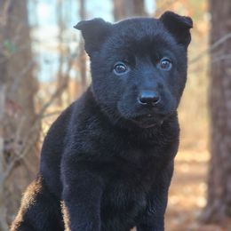 Faye - Black female German Shepherd puppy in Louisburg, North Carolina from Raven Oak's Shepherds & Dachshunds