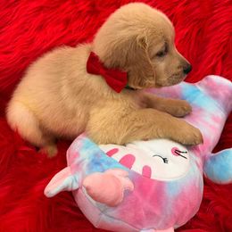 Golden Retriever Puppies from American True Golden retriever