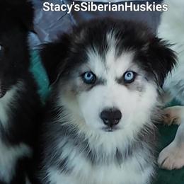 Nefaria - Black and white female Siberian Husky puppy in Savannah, Georgia from Stacy's Siberian Huskies