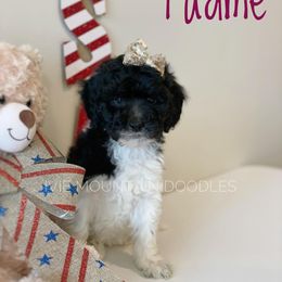 Goldendoodle Puppies from Ivie Mountain Doodles