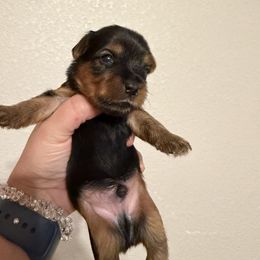 Yorkshire Terrier Puppies from Cuddles of Cuteness
